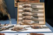 museum fur naturkunde berlin 5-2025 1447